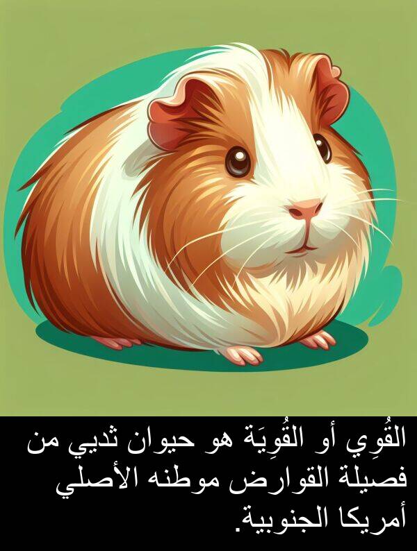 أمريكا: القُوِي أو القُوِيَة هو حيوان ثديي من فصيلة القوارض موطنه الأصلي أمريكا الجنوبية.