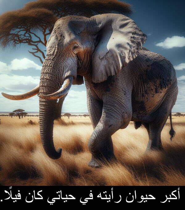 رأيته: أكبر حيوان رأيته في حياتي كان فيلًا.