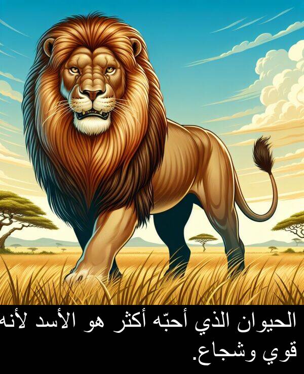 أحبّه: الحيوان الذي أحبّه أكثر هو الأسد لأنه قوي وشجاع.