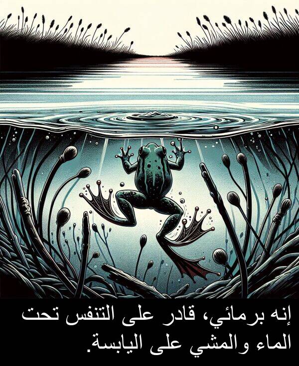 التنفس: إنه برمائي، قادر على التنفس تحت الماء والمشي على اليابسة.