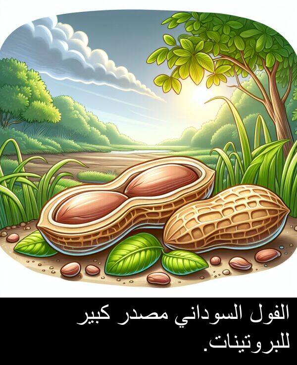 كبير: الفول السوداني مصدر كبير للبروتينات.
