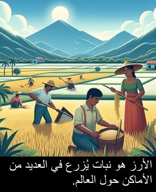 الأرز: الأرز هو نبات يُزرع في العديد من الأماكن حول العالم.