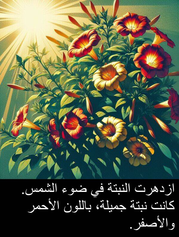 ضوء: ازدهرت النبتة في ضوء الشمس. كانت نبتة جميلة، باللون الأحمر والأصفر.