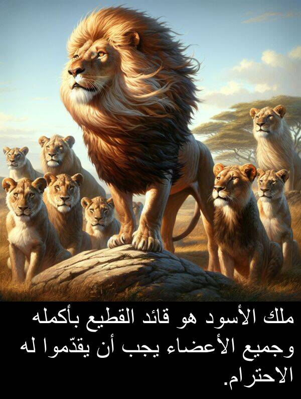 قائد: ملك الأسود هو قائد القطيع بأكمله وجميع الأعضاء يجب أن يقدّموا له الاحترام.