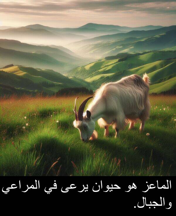 يرعى: الماعز هو حيوان يرعى في المراعي والجبال.
