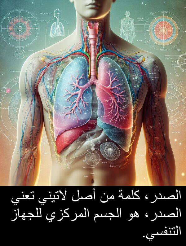 كلمة: الصدر، كلمة من أصل لاتيني تعني الصدر، هو الجسم المركزي للجهاز التنفسي.