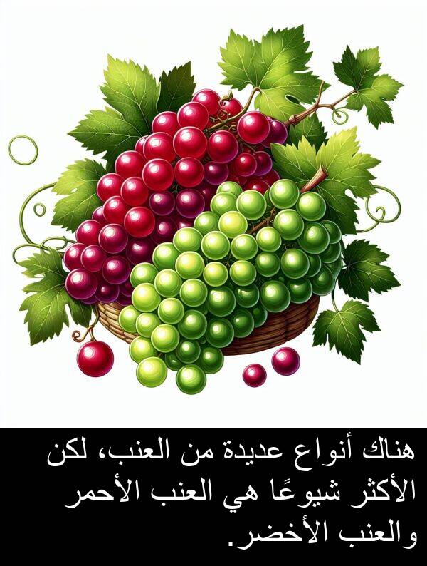شيوعًا: هناك أنواع عديدة من العنب، لكن الأكثر شيوعًا هي العنب الأحمر والعنب الأخضر.