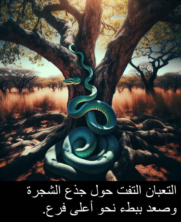 جذع: التعبان التفت حول جذع الشجرة وصعد ببطء نحو أعلى فرع.