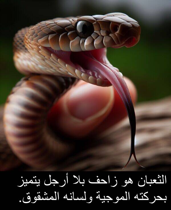 يتميز: الثعبان هو زاحف بلا أرجل يتميز بحركته الموجية ولسانه المشقوق.