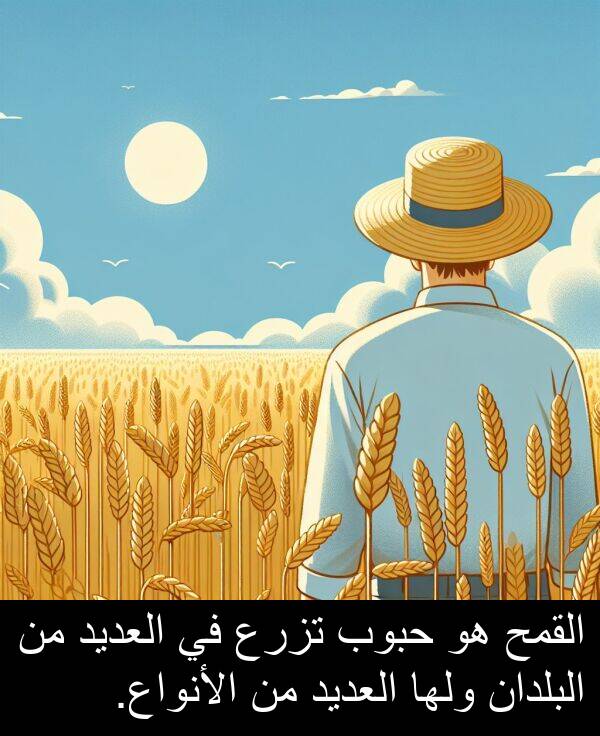 العديد: القمح هو حبوب تزرع في العديد من البلدان ولها العديد من الأنواع.
