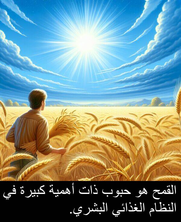 كبيرة: القمح هو حبوب ذات أهمية كبيرة في النظام الغذائي البشري.