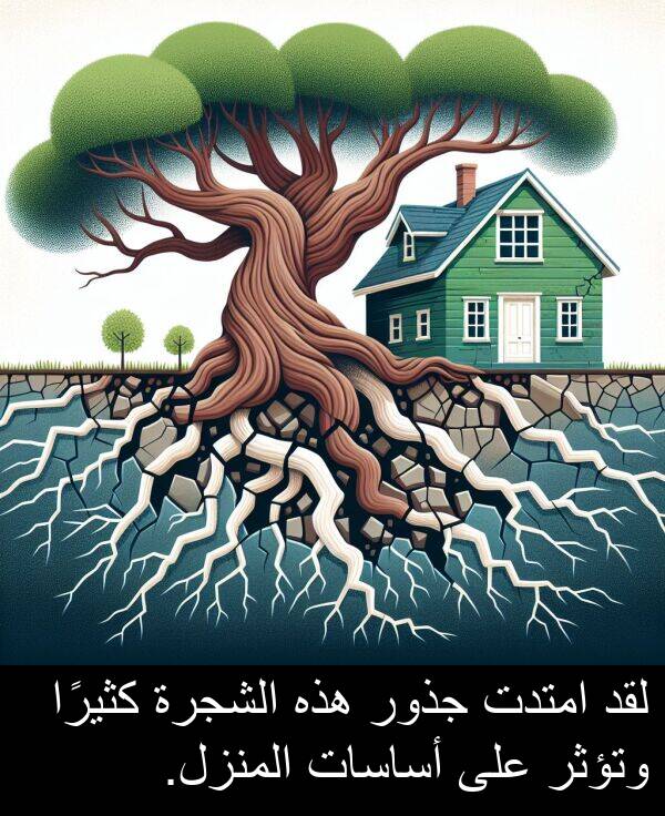 أساسات: لقد امتدت جذور هذه الشجرة كثيرًا وتؤثر على أساسات المنزل.