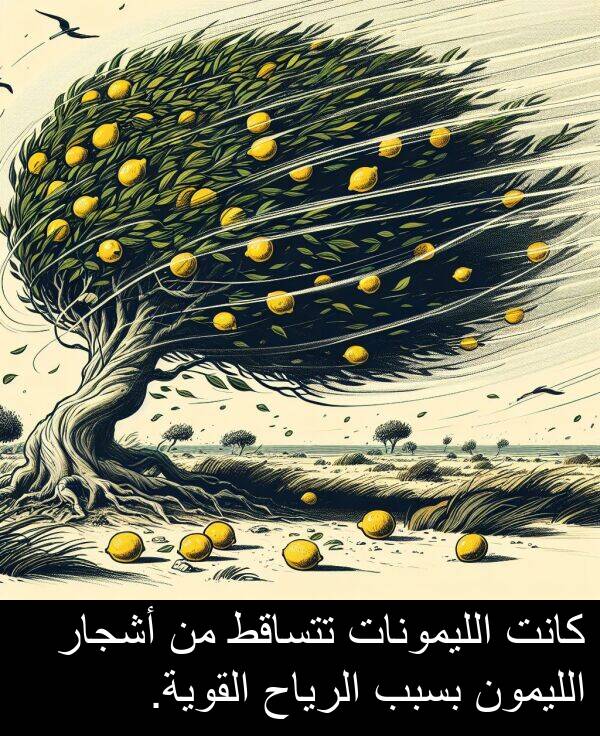 تتساقط: كانت الليمونات تتساقط من أشجار الليمون بسبب الرياح القوية.