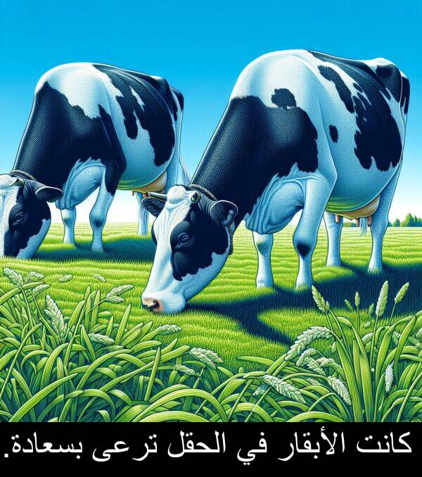 الأبقار: كانت الأبقار في الحقل ترعى بسعادة.