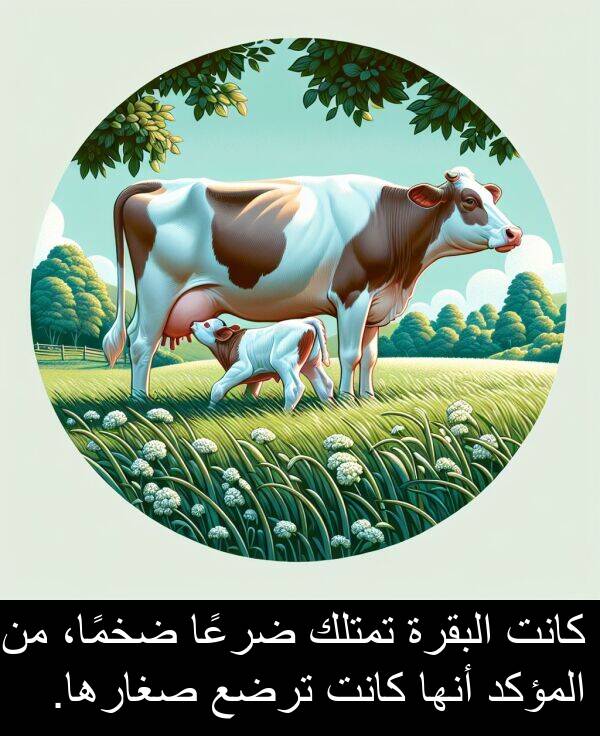 صغارها: كانت البقرة تمتلك ضرعًا ضخمًا، من المؤكد أنها كانت ترضع صغارها.