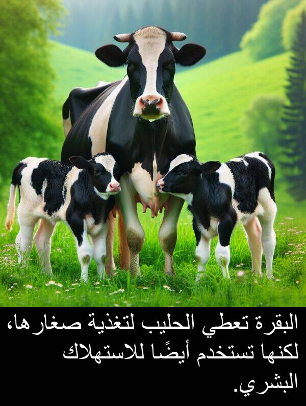 صغارها،: البقرة تعطي الحليب لتغذية صغارها، لكنها تستخدم أيضًا للاستهلاك البشري.