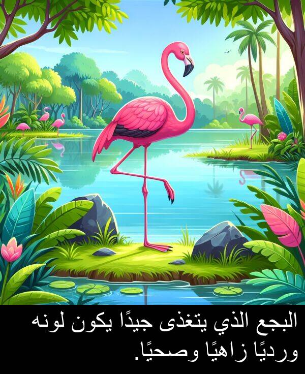 زاهيًا: البجع الذي يتغذى جيدًا يكون لونه ورديًا زاهيًا وصحيًا.