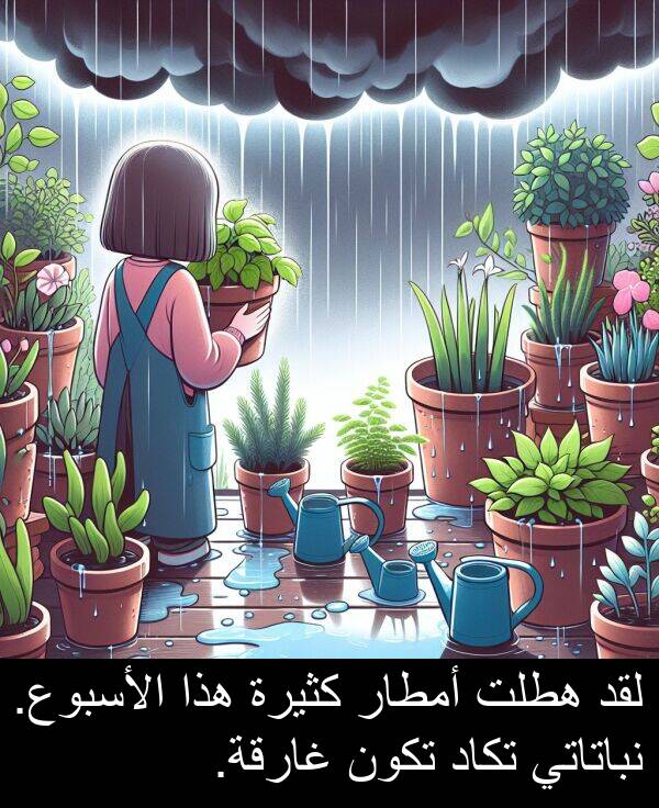كثيرة: لقد هطلت أمطار كثيرة هذا الأسبوع. نباتاتي تكاد تكون غارقة.