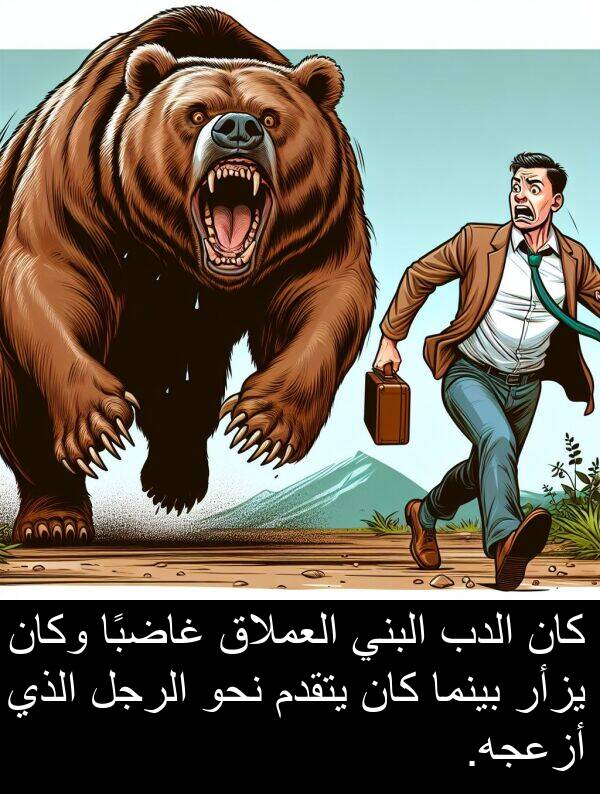 غاضبًا: كان الدب البني العملاق غاضبًا وكان يزأر بينما كان يتقدم نحو الرجل الذي أزعجه.