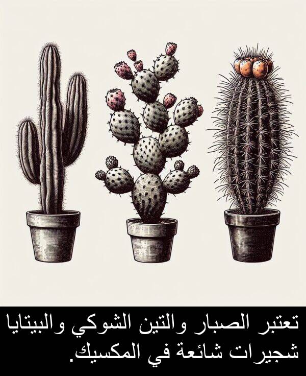 شجيرات: تعتبر الصبار والتين الشوكي والبيتايا شجيرات شائعة في المكسيك.