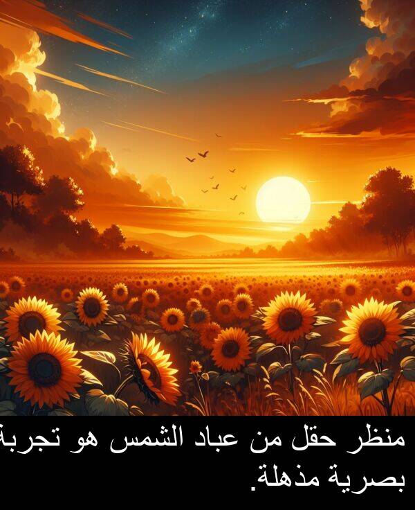 عباد: منظر حقل من عباد الشمس هو تجربة بصرية مذهلة.