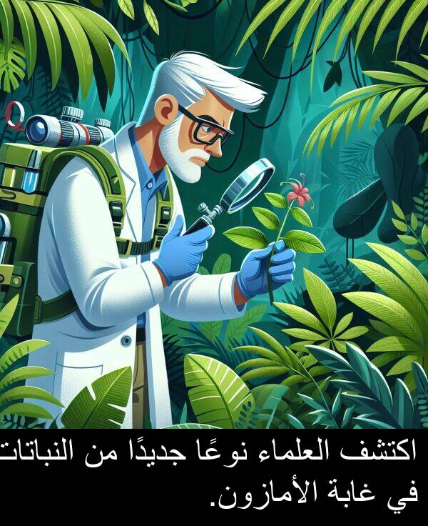 غابة: اكتشف العلماء نوعًا جديدًا من النباتات في غابة الأمازون.