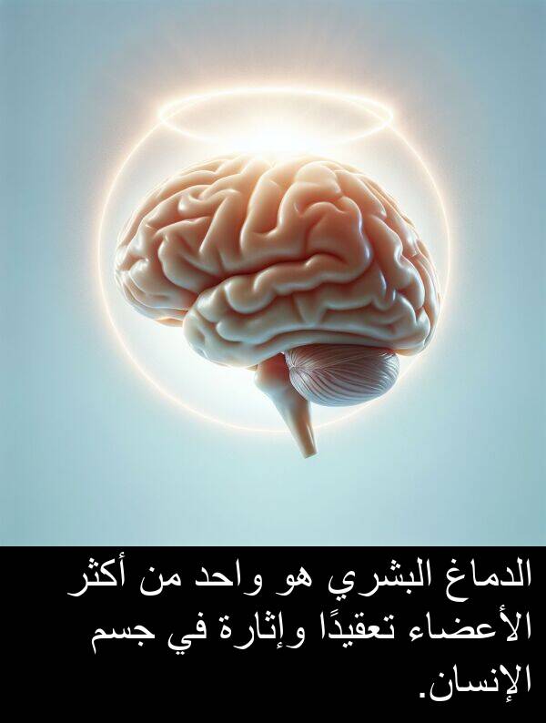 وإثارة: الدماغ البشري هو واحد من أكثر الأعضاء تعقيدًا وإثارة في جسم الإنسان.