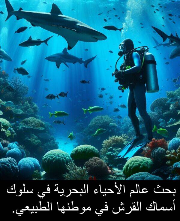 عالم: بحث عالم الأحياء البحرية في سلوك أسماك القرش في موطنها الطبيعي.