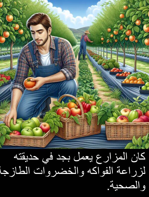لزراعة: كان المزارع يعمل بجد في حديقته لزراعة الفواكه والخضروات الطازجة والصحية.