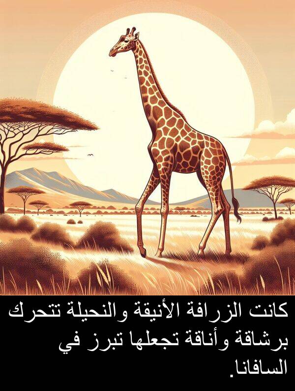 وأناقة: كانت الزرافة الأنيقة والنحيلة تتحرك برشاقة وأناقة تجعلها تبرز في السافانا.