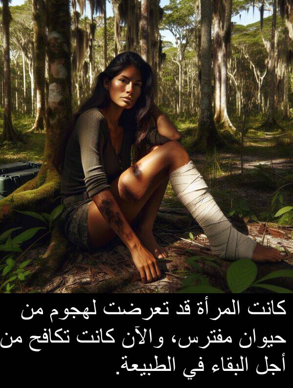 المرأة: كانت المرأة قد تعرضت لهجوم من حيوان مفترس، والآن كانت تكافح من أجل البقاء في الطبيعة.