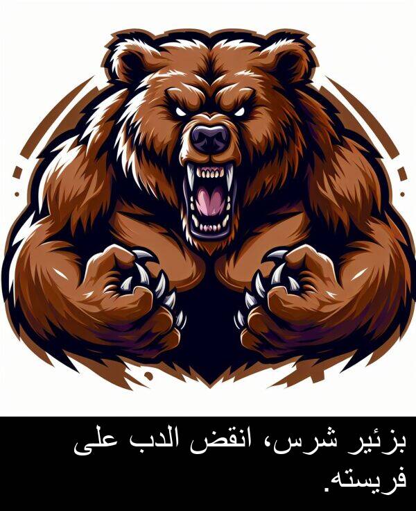 شرس،: بزئير شرس، انقض الدب على فريسته.
