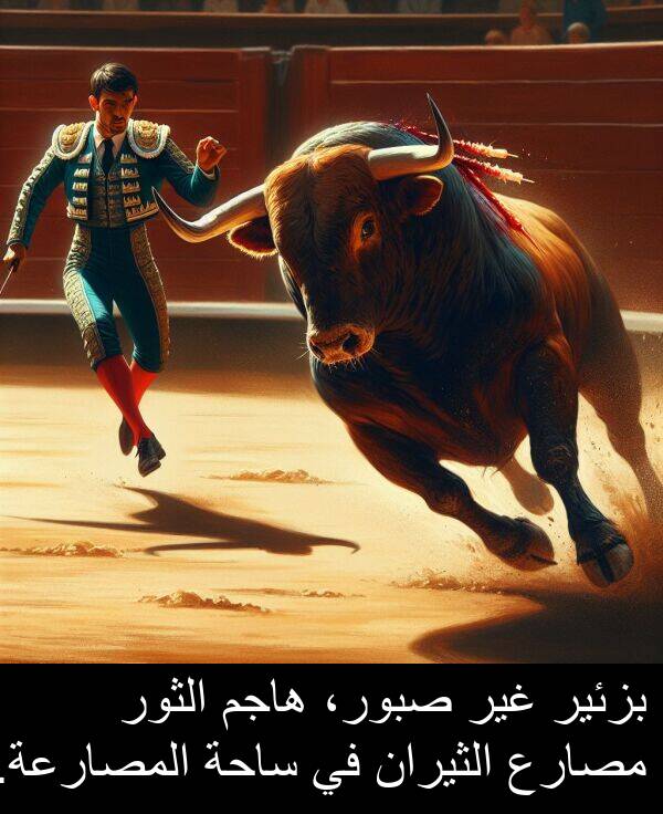 صبور،: بزئير غير صبور، هاجم الثور مصارع الثيران في ساحة المصارعة.