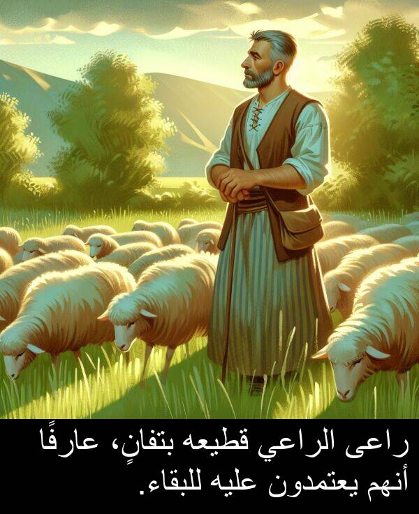 عارفًا: راعى الراعي قطيعه بتفانٍ، عارفًا أنهم يعتمدون عليه للبقاء.