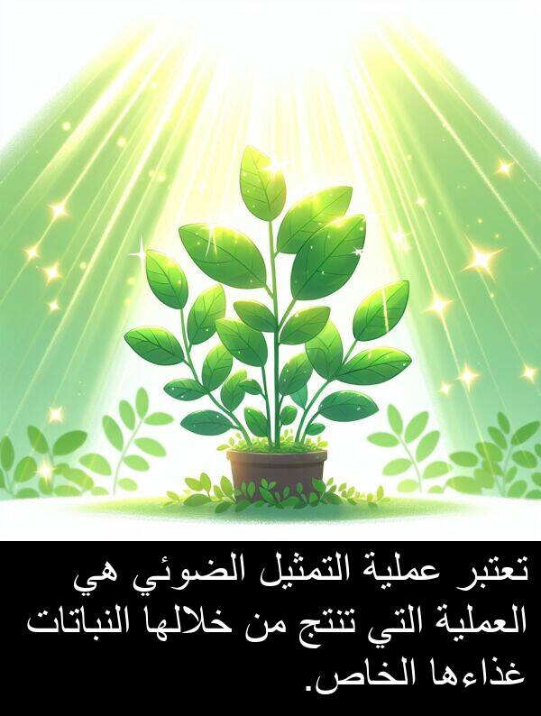 غذاءها: تعتبر عملية التمثيل الضوئي هي العملية التي تنتج من خلالها النباتات غذاءها الخاص.