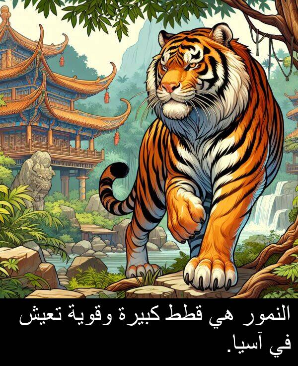 آسيا: النمور هي قطط كبيرة وقوية تعيش في آسيا.