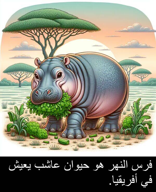 عاشب: فرس النهر هو حيوان عاشب يعيش في أفريقيا.