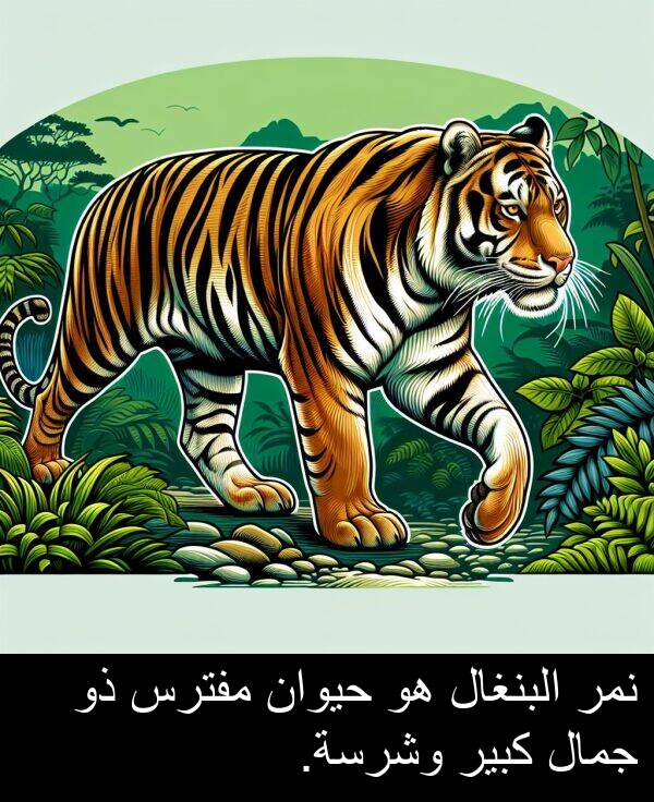 كبير: نمر البنغال هو حيوان مفترس ذو جمال كبير وشرسة.