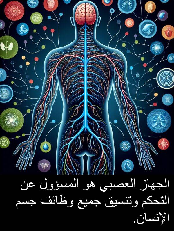 جسم: الجهاز العصبي هو المسؤول عن التحكم وتنسيق جميع وظائف جسم الإنسان.