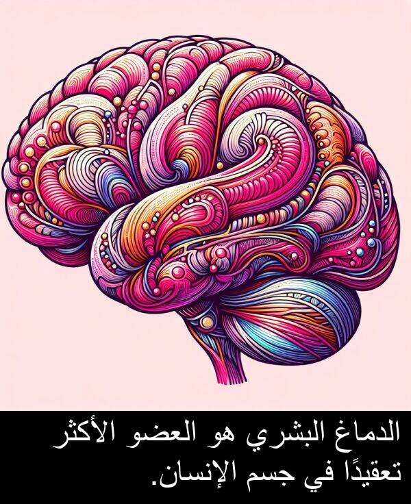 جسم: الدماغ البشري هو العضو الأكثر تعقيدًا في جسم الإنسان.