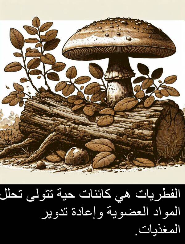كائنات: الفطريات هي كائنات حية تتولى تحلل المواد العضوية وإعادة تدوير المغذيات.