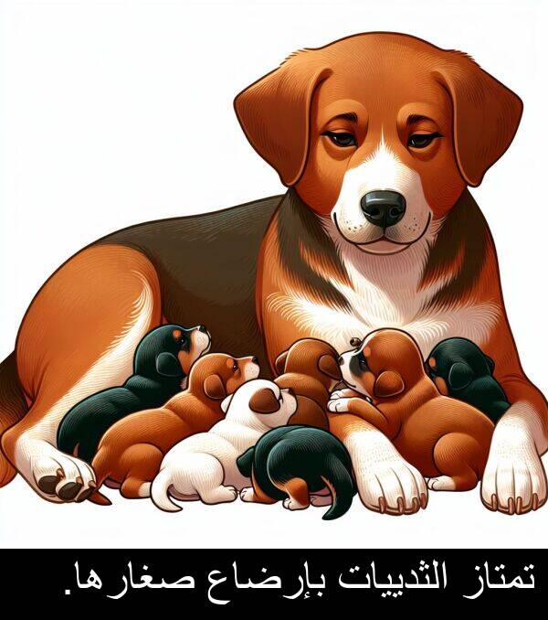 صغارها: تمتاز الثدييات بإرضاع صغارها.
