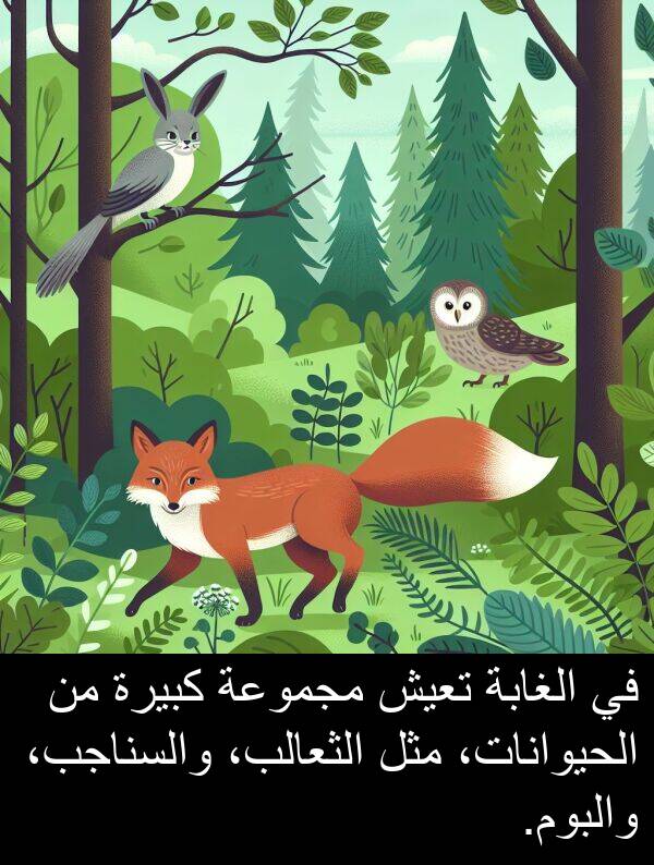 والبوم: في الغابة تعيش مجموعة كبيرة من الحيوانات، مثل الثعالب، والسناجب، والبوم.