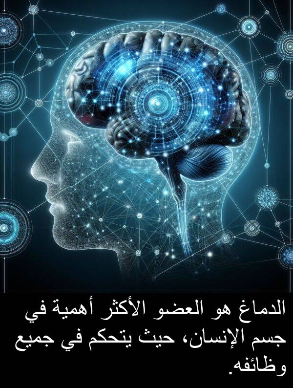 يتحكم: الدماغ هو العضو الأكثر أهمية في جسم الإنسان، حيث يتحكم في جميع وظائفه.