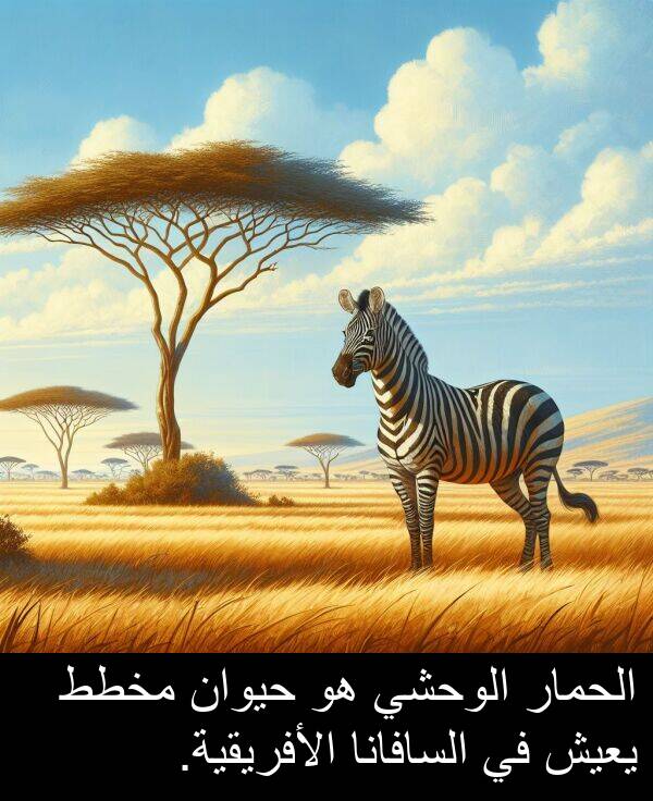 يعيش: الحمار الوحشي هو حيوان مخطط يعيش في السافانا الأفريقية.