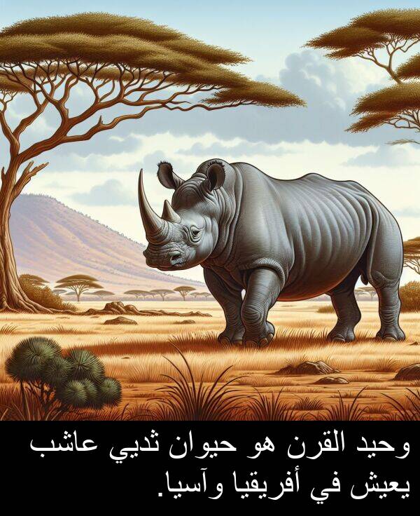 عاشب: وحيد القرن هو حيوان ثديي عاشب يعيش في أفريقيا وآسيا.
