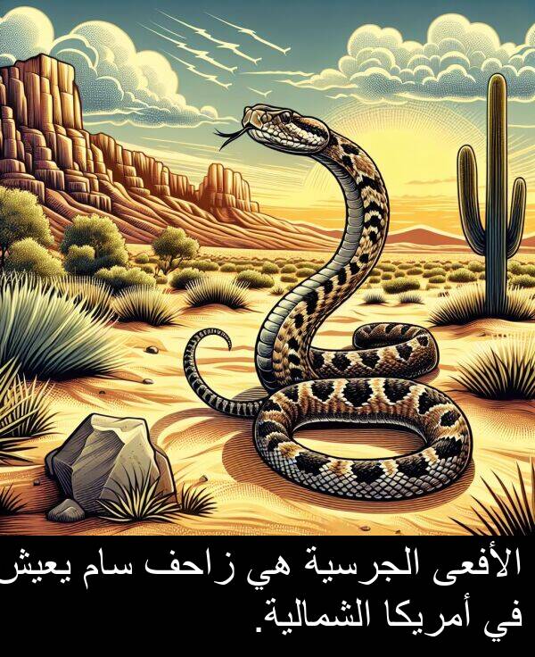 زاحف: الأفعى الجرسية هي زاحف سام يعيش في أمريكا الشمالية.