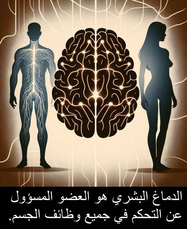 الدماغ: الدماغ البشري هو العضو المسؤول عن التحكم في جميع وظائف الجسم.
