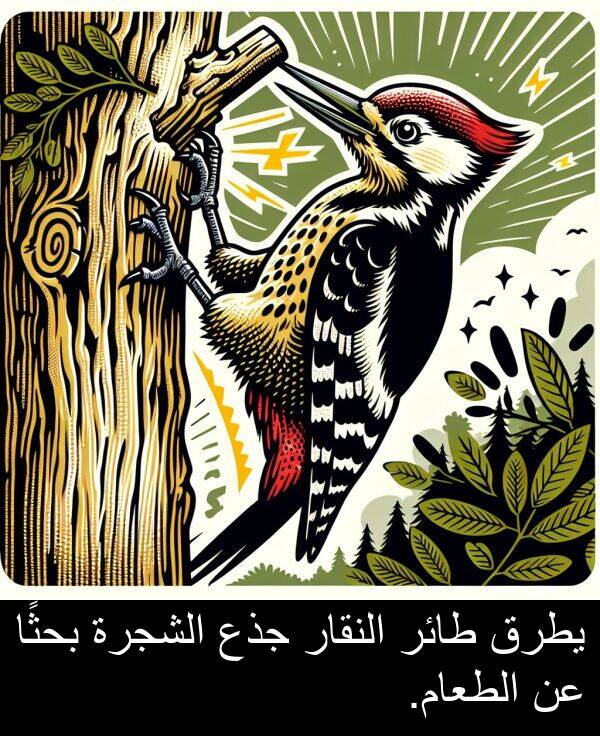 جذع: يطرق طائر النقار جذع الشجرة بحثًا عن الطعام.