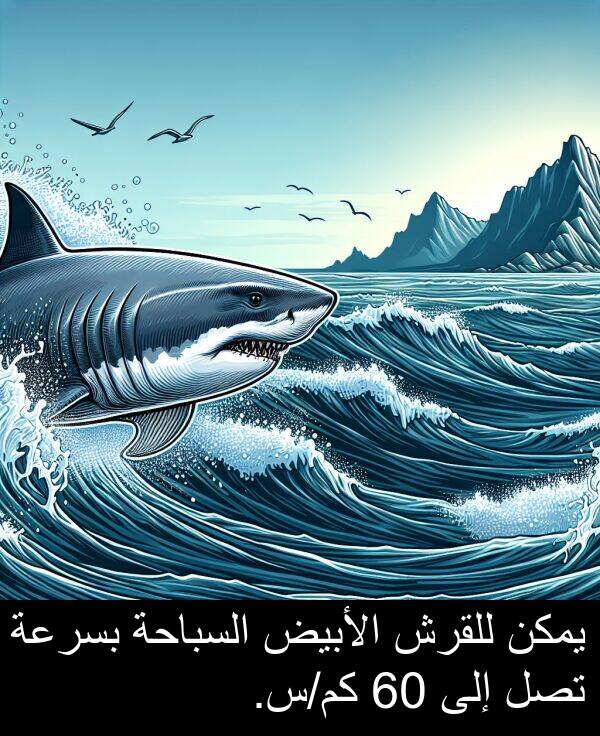 الأبيض: يمكن للقرش الأبيض السباحة بسرعة تصل إلى 60 كم/س.